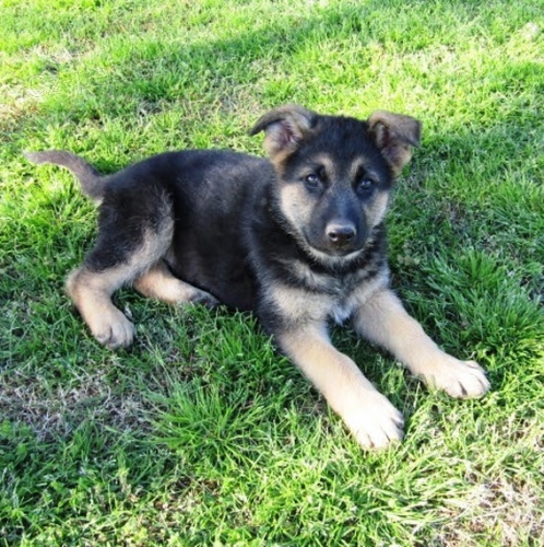 N�meck� ov��k.