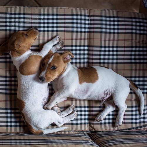 O�KOV�NO krys� teri�r �t��ata na prodej.