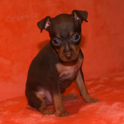 mu�sk� a �ensk� pin� �t��ata k adopci.