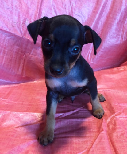 o�kovan� a od�erven� pin� �t��ata k adopci.