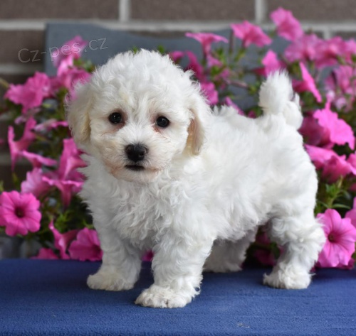 jemn� �t��ata Bichon Frise k dispozici