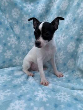 pokorn� �t��ata krys�ch teri�r k dispozici