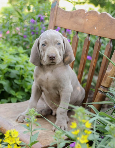 zdrav� �t��ata V�marsk� oha� k dispozici 