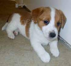 kr�sn� �t�n� jack russell k adopci
