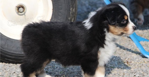 kr�sn� �t�n� australsk�ho ov��ka k adopci