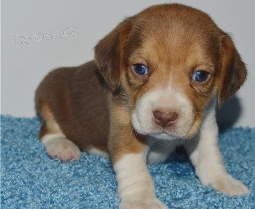 kr�sn� �t�n� beagle k adopci