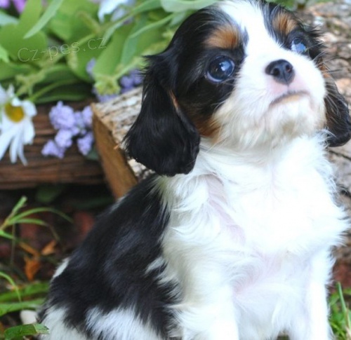 kr�sn� �t�n� kaval�rsk�ho kr�le k adopci