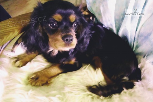 kr�sn� �t�n� kaval�rsk�ho kr�le k adopci