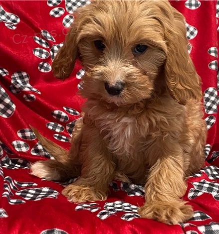kr�sn� �t�n� cavapoo k adopci