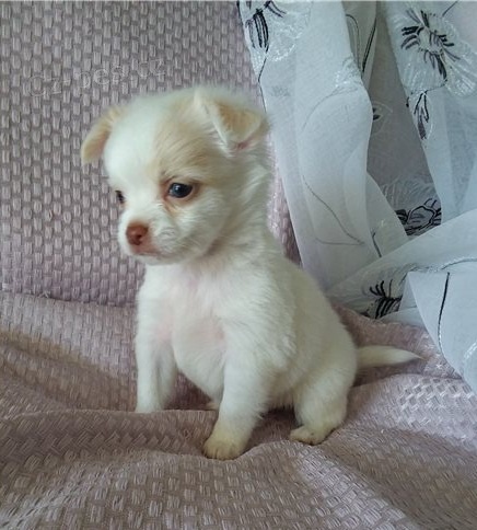 kr�sn� �t�n� �ivavy k adopci