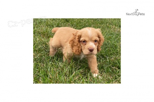 kr�sn� �t�n� kokr�pan�la k adopci