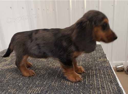 kr�sn� �t�n� jezev��ka k adopci