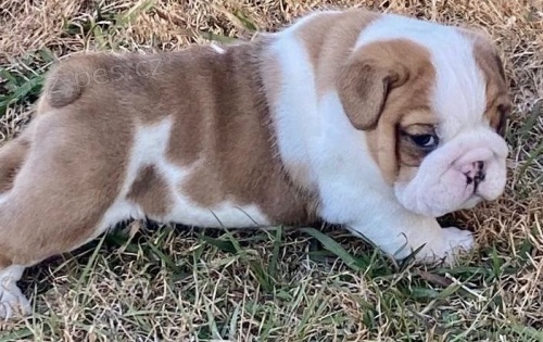 kr�sn� �t�n� anglick�ho buldoka k adopci