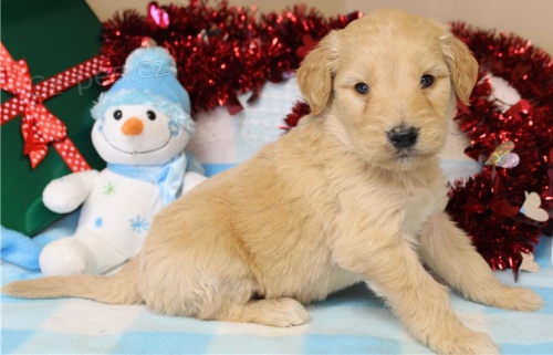 kr�sn� �t�n� goldendoodle k adopci