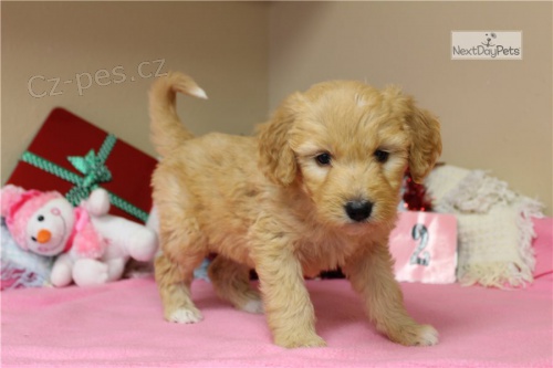 kr�sn� �t�n� goldendoodle k adopci