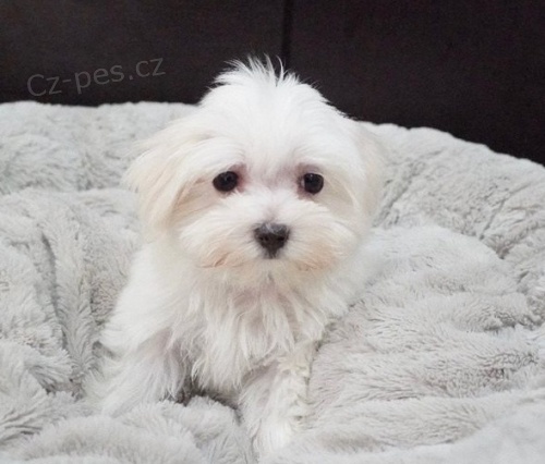 kr�sn� malt�zsk� �t�n� k adopci