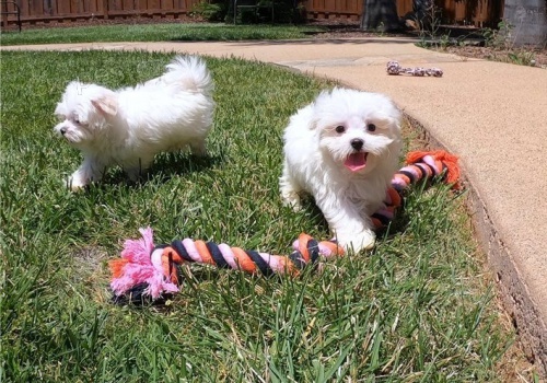 kr�sn� malt�zsk� �t�n� k adopci