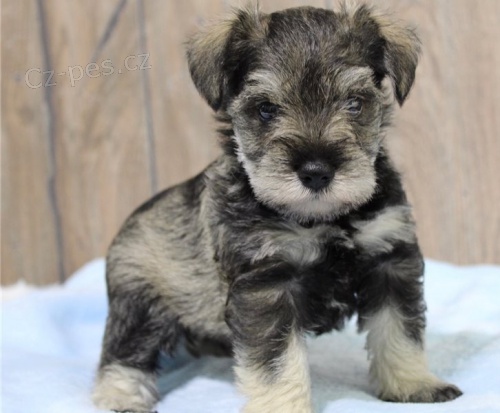 kr�sn� �t�n� kn�ra�e k ​​adopci