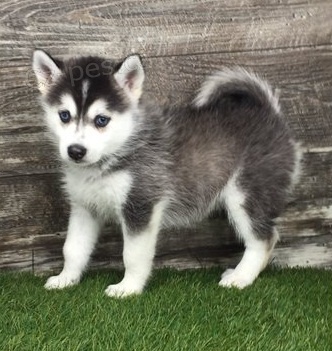 kr�sn� �t�n� sibi�sk�ho husky k adopci