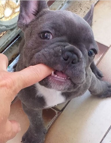 �t��ata Francouzsk� buldo�ek  k adopci