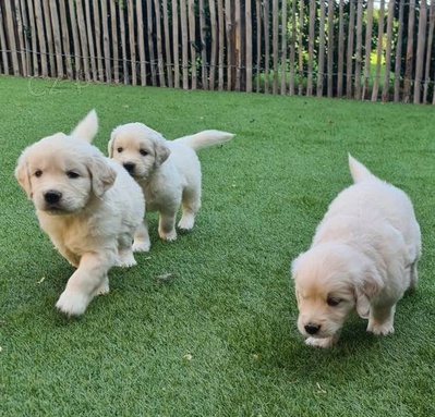 Miluj�c� �t��ata Zlat� retriever k dispozici