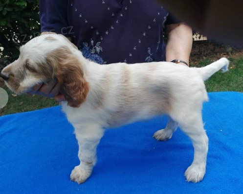 roztomil� �t��ata  Anglick� setr K dispozici