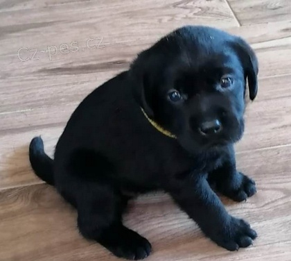 �t���tka labradorsk� retr�ever  pro nov� domov
