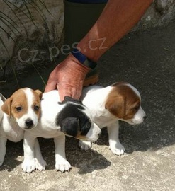 �t���tka Jack Russell Terrier pro nov� domov