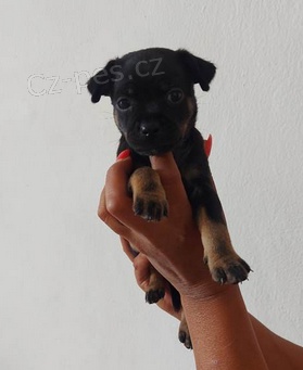 Roztomil� �t��ata �ivava  k adopci