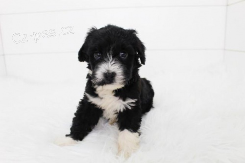 �t��ata portugalsk�ho vodn�ho psa jsou nyn� k dispozici