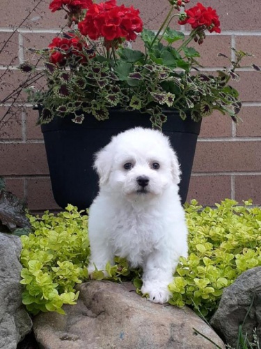 P��telsk� �t��ata Bolo�sk� k dispozici