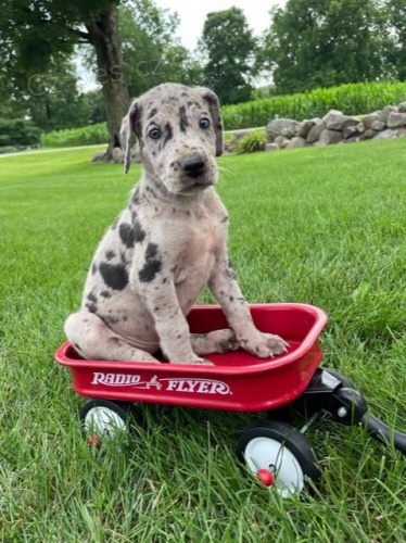 �t���tka N�meck� doga K dispozici