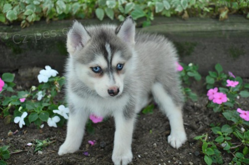 rozko�n� �t���tka pomsk�ho k dispozici