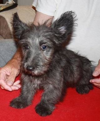 �t��ata Skye teri�r  nyn� k dispozici