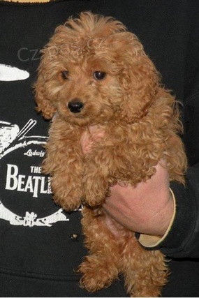 Roztomil� �t��ata �esk� teri�r k adopci