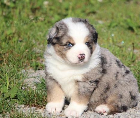 roztomil� �t��ata australsk�ho ov��ka