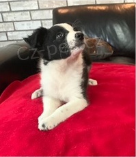 Kr�sn� �t���tka border kolie