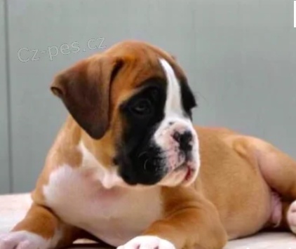 sladk� �t���tka Boxer k adopci