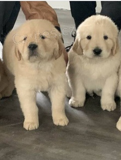 Miluj�c� �t��ata Zlat� retriever k dispozici