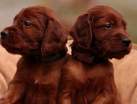 �t��ata Irsk� setr  k dispozici