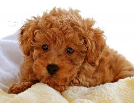 Roztomil� �t��ata Pudl k adopci