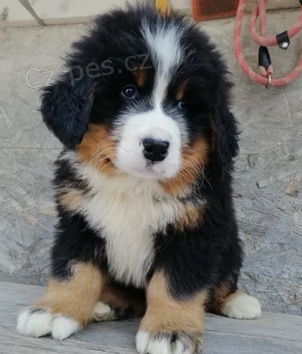 Rozko�n� �t��ata bernsk� sala�nick� pes 