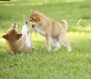 Fantastick� �t��ata Shiba Inu pro dobr� domov