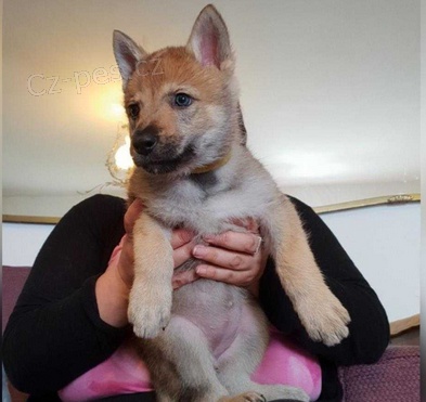 �t��ata �eskoslovensk� vl��k k dispozici