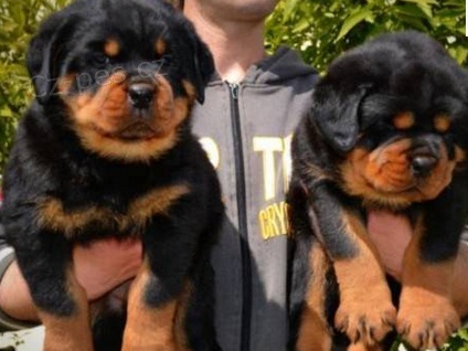 Miluj�c� �t��ata rotvajler pro nov� domov