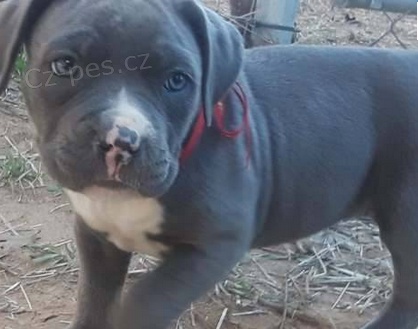 �t��ata Americk� Pit Bull Terrier