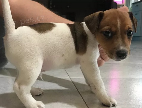 �t���tka Jack Russell Terrier pro nov� domov