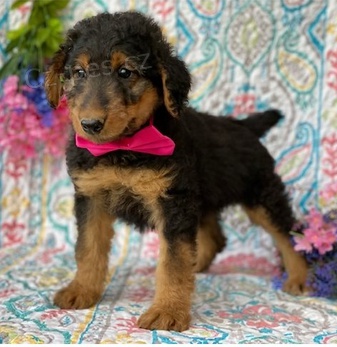 �t���tka Erdelteri�r pro nov� domov