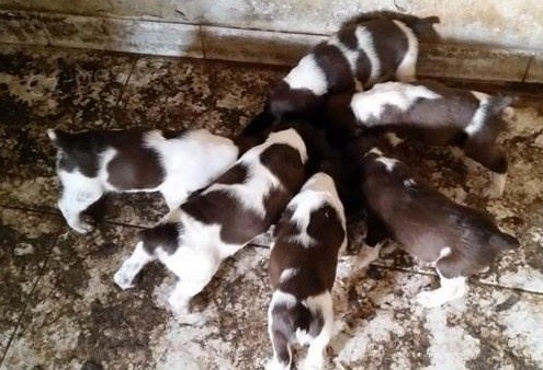 Roztomil� �t��ata Anglick� �pringr�pan�l  k adopci