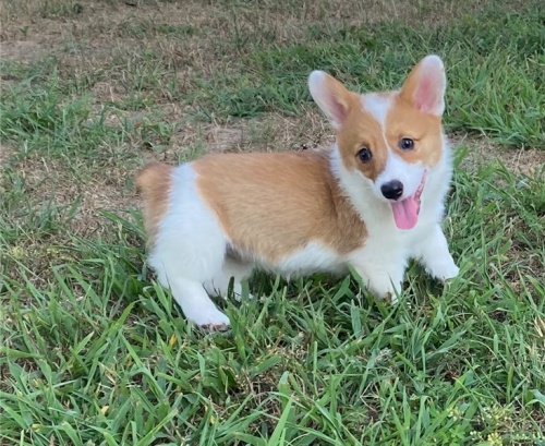 corgi �t��ata pro rehoming
